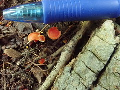 Hygrocybe minutula