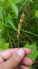 Carex prairea