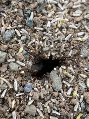 Pheidole californica