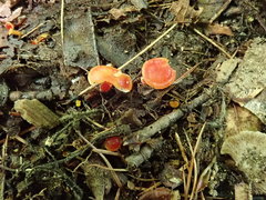 Hygrocybe minutula