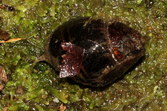 Caryodes dufresnii