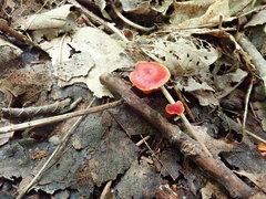 Hygrocybe minutula
