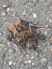 Pipistrellus abramus