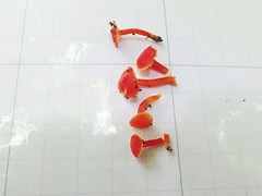 Hygrocybe minutula