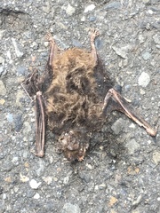 Pipistrellus abramus