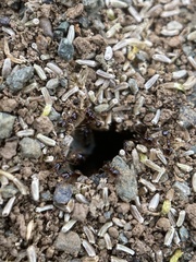 Pheidole californica