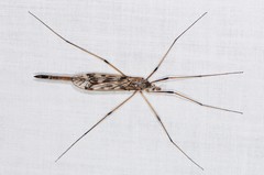 Tipula longiventris