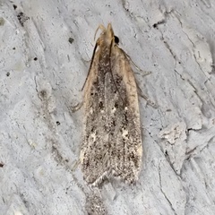 Dichomeris costarufoella