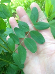 Astragalus robbinsii