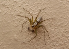 Oxyopes sertatus