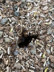 Pheidole californica