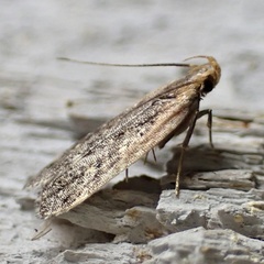 Dichomeris costarufoella