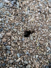 Pheidole californica