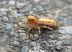 Cosmophasis lami