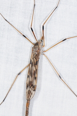 Tipula longiventris