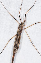 Tipula longiventris