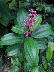 Miconia ciliata