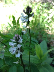 Astragalus robbinsii