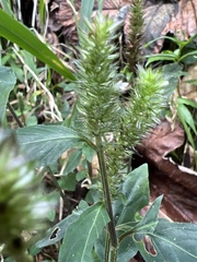 Lepidagathis alopecuroidea