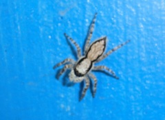 Menemerus bivittatus