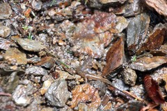 Desmognathus santeetlah