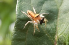 Cosmophasis lami