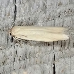 Holcocera immaculella