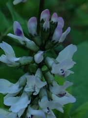 Astragalus robbinsii