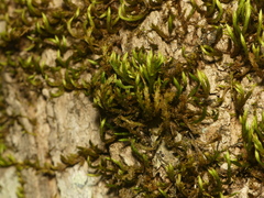 Leucodon andrewsianus