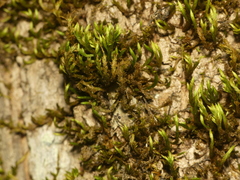 Leucodon andrewsianus