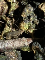 Chioneinae