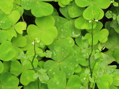 Cardamine breweri