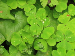 Cardamine breweri