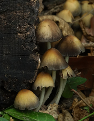 Coprinellus micaceus