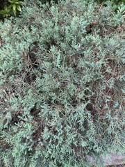 Juniperus squamata
