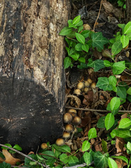 Coprinellus micaceus