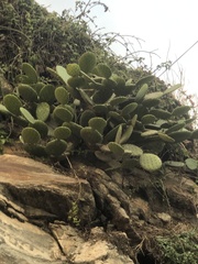 Opuntia decumbens