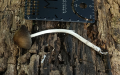 Coprinellus micaceus