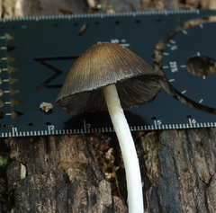 Coprinellus micaceus