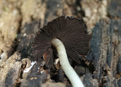 Coprinellus micaceus