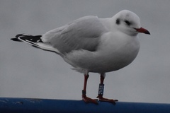 Chroicocephalus ridibundus