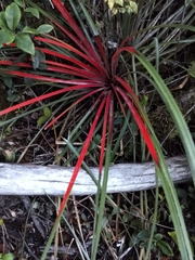 Fascicularia bicolor