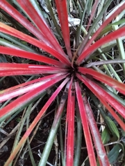 Fascicularia bicolor
