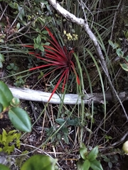 Fascicularia bicolor