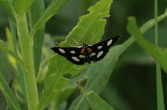 Anania funebris