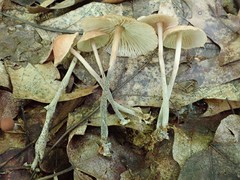Collybiopsis subnuda