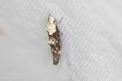 Mompha murtfeldtella