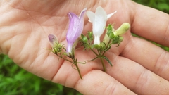 Penstemon calycosus