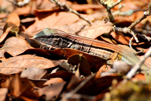 Aspidoscelis deppii