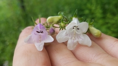 Penstemon calycosus